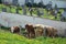 Some cows in front of a cemetery wall in Upper Austria