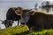 some cows grazing by the lake