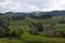 Some cows at green meadows and fields in the New Zealand countryside