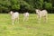 Some cows on the green pasture.