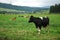 Some cows standing on grassland with mountain in background.