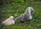 some cute baby swans are cleaning their plumage in the meadow