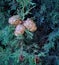 Some cypress seeds