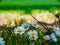 Some daisies on the meadow in summer