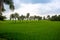 Some date palm trees standing in the green paddy field