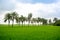 Some date palm trees standing in the green paddy field