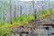 Some of the dead pines of Yellowstone with green and yellow small trees.