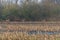 Some deer run across a plowed  corn field in the evening