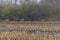 Some deer run across a plowed  corn field in the evening