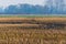 Some deer run across a plowed  corn field in the evening