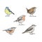 Some Different birds