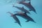 Some dolphins in tropical sea on a background of blue water