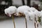 Some dried blossom with a hat of snow