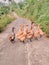 some ducks are in the middle of the village road