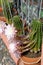 Some echinopsis cacti with soft pink flowers