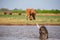 Some elephants bathe in the waterhole in the savannah