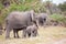 Some elephants are walking in the savannah of Kenya