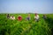 Some farmers are busy cleaning the weeds in the carrot field at Savar, Dhaka, Bangladesh