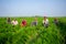 Some farmers are busy cleaning the weeds in the carrot field at Savar, Dhaka, Bangladesh