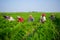 Some farmers are busy cleaning the weeds in the carrot field at Savar, Dhaka, Bangladesh