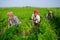 Some farmers are busy cleaning the weeds in the carrot field at Savar, Dhaka, Bangladesh