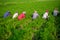 Some farmers are busy cleaning the weeds in the carrot field at Savar, Dhaka, Bangladesh