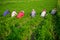 Some farmers are busy cleaning the weeds in the carrot field at Savar, Dhaka, Bangladesh