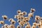 Some flowering branches of white ipe.