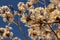 Some flowering branches of white ipe.