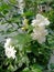 Some of the fragrant jasmine flowers in the garden are blooming