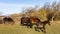 Some free-roaming horses are feeding in the mountains