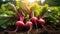 some fresh beetroot in a vegetable patch