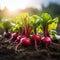 some fresh beetroot in a vegetable patch