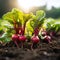 some fresh beetroot in a vegetable patch