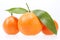 Some fruits of clementine on white background