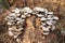 Some fungi are isolated on wood surrounded by green leaves and grass with soil