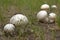 some fungus of the species Calvatia