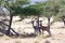 Some gerenuk in the kenyan savanna looking for food