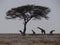 Some giraffes in front of an african tree