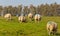 Some grazing female sheep were marked