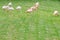 Some greater flamingos on a green meadow