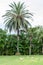 Some greater flamingos on a green meadow, large palm tree in the background