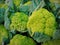 Some green cauliflower in a street market.