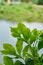 Some green leaves beside a pond