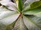 some green leaves and thorny stems