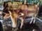 Some healthy cows eating hay during the day