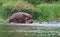 Some Hippos waterside in Africa