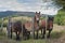 Some horses in a field. Farmland