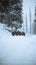 Some horses under cold and snowfall at pahalgam