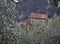 Some houses near the castle in the ancient part of Collodi among the green of the olive trees.